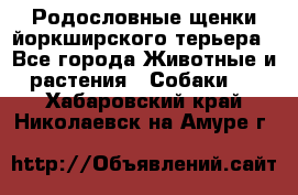 Родословные щенки йоркширского терьера - Все города Животные и растения » Собаки   . Хабаровский край,Николаевск-на-Амуре г.